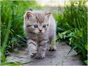 娱乐吃瓜酱旅馆猫咪,揭秘娱乐吃瓜酱旅馆的喵星人生活  第1张